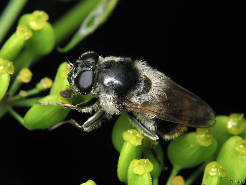 Cheilosia illustrata (Harris, 1780)